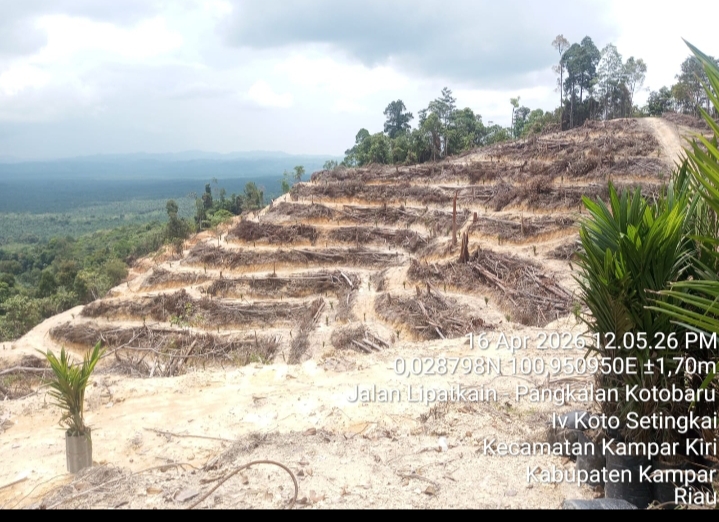 Gambar: Hutan Lindung Ulak II dibangun teras-teras