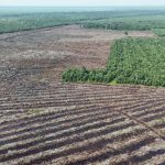 Jejak Fesyen Eropa di Hutan Indonesia:  Wahana Lingkungan Hidup Indonesia (WALHI) mendesak Uni Eropa untuk memasukkan viskose ke dalam cakupan European Union Deforestation Regulation (EUDR)