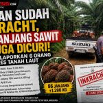 MESKI LAHAN SUDAH INKRACHT, 86 JANJANG SAWIT DIDUGA DICURI! PT PKIS LAPORKAN 6 ORANG KE POLRES TANAH LAUT