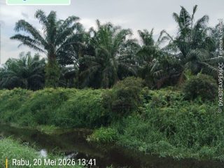 SALAMBA: YANG DITANAMI PT SHL BUKAN FUNGSI SUNGAI, TAPI FUNGSI ALIRAN AIR MENUJU SUNGAI BULUH
