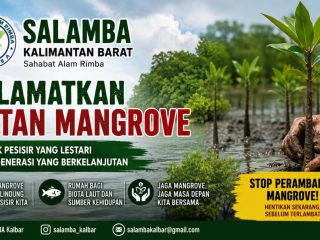 SALAMBA Kalbar Minta Aktivitas Pembabatan Mangrove di Sebubus Dihentikan