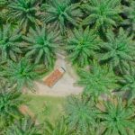 PTPN IV PalmCo Akselerasi Peremajaan Sawit Petani di Riau Perkuat Implementasi Program B50