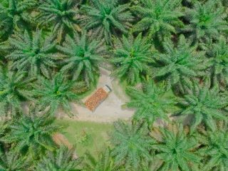 PTPN IV PalmCo Akselerasi Peremajaan Sawit Petani di Riau Perkuat Implementasi Program B50