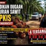Penyidikan Dugaan Pencurian Sawit PT PKIS Kian Mengerucut, Empat Orang Resmi Jadi Tersangka, Penyidik Dalami Dugaan Keterlibatan Pihak Lain