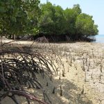 Wali Kuala selat bantah terima penerimaan 1 JT per hektar terkait penanaman mangrov di wilayah nya