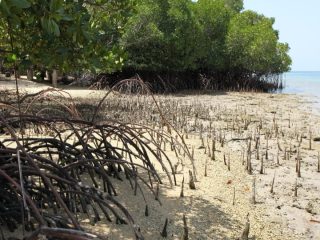 Wali Kuala selat bantah terima penerimaan 1 JT per hektar terkait penanaman mangrov di wilayah nya