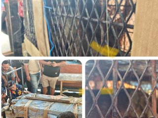 Monyet yang Meresahkan Warga Tembilahan Berhasil Dijebak, BBKSDA Lakukan Identifikasi