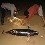 Lumba-Lumba Ditemukan Mati di Pantai Camar Bulan Temajuk
