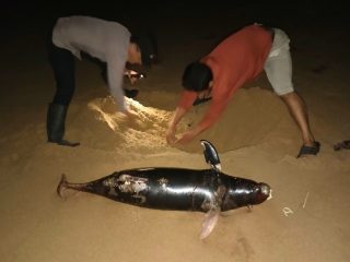 Lumba-Lumba Ditemukan Mati di Pantai Camar Bulan Temajuk